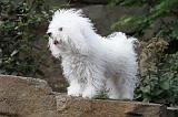 BICHON BOLONAIS 006